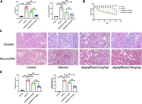 Frontiers Dapagliflozin Alleviates Renal Fibrosis In A Mouse Model Of