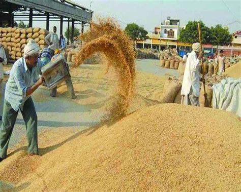 Govt Hikes Wheat MSP By Rs 150 To Rs 2 275 Per Quintal For 2024 25