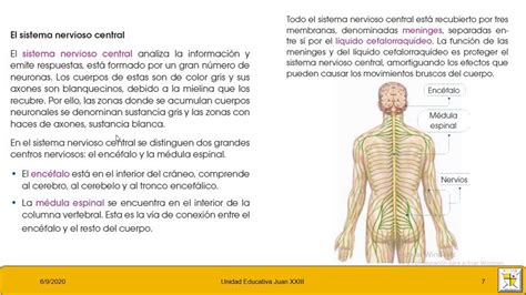 SISTEMA NERVIOSO Y ENDÓCRINO BIOLOGÍA 3 BGU 07 09 20 YouTube