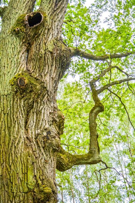 Mossy Trunk Of Mighty Ancient Oak Tree In Summer Forest Oak Bark