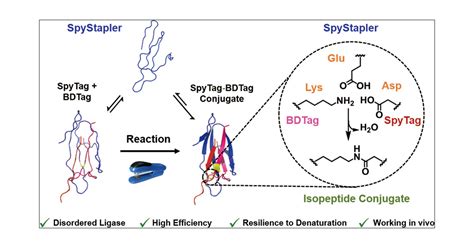 An Intrinsically Disordered Peptide Peptide Stapler For Highly