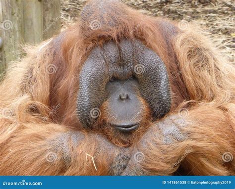 Bornean Orangutan Just Sitting In The Sun Stock Photo Image Of Pongo