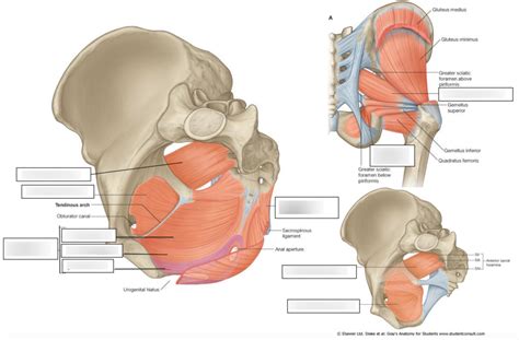 The Endocrine Glands And The Pelvis The Muscles Of The Pelvis Diagram