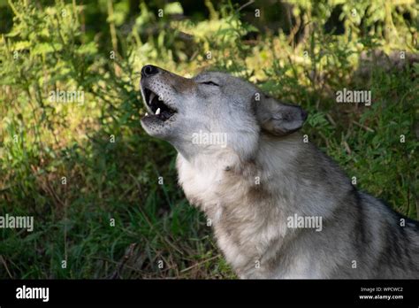 A Timber Wolf Howling Stock Photo Alamy