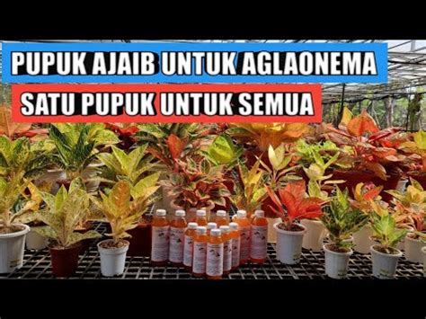 Pupuk Ajaib Untuk Aglaonema Satu Pupuk Untuk Semua YouTube