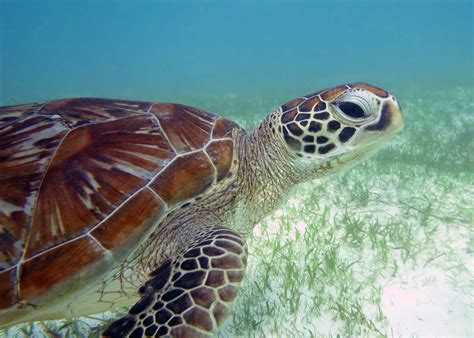 Facts About Sea Turtles | Olive Ridley Project