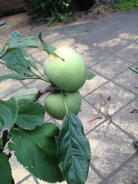 Forum What Type Of Dwarf Apple Tree Is This