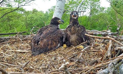 Seeadler Im Aufwind Jahre Nach Ausrottung Wieder Brutpaare