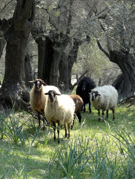 La Ptite Flamme Kambing