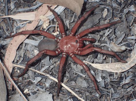 New Species Of Gigantic Spider Found In South Australian Rainforest