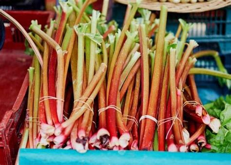 14 Absolute Best Rhubarb Varieties To Grow In Your Garden Gardening