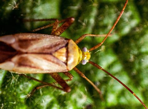 What Diseases Do Cockroaches Carry Cockroacher