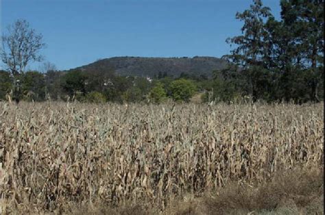 La Sequía Golpea Con Fuerza A 13 Millones De Hectáreas De Cultivos