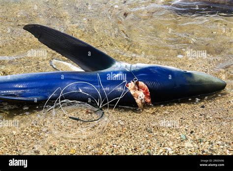 Sharks Caught By Traditional Fishermen Are Placed On The Sand On The