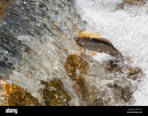 Grayling Fish Jumping Hi Res Stock Photography And Images Alamy