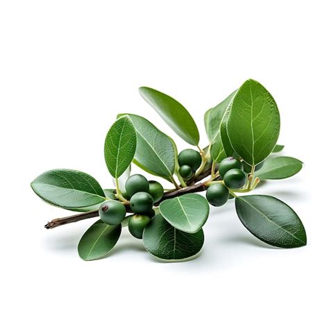 Premium Ai Image Variety Of Nature Wintergreen Leaves Type Of Herb