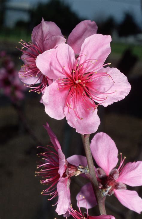 peach-blossoms - Delaware Pictures - Delaware - HISTORY.com