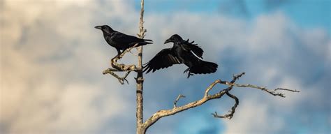 13 Strange Reasons Why Crows And Ravens Are Definitely The Smartest