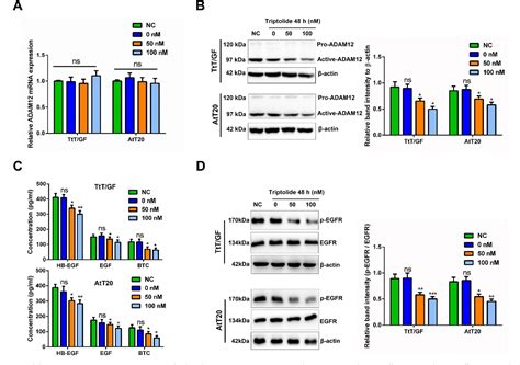 Triptolide Inhibits Pituitary Adenoma Cell Viability Migration And