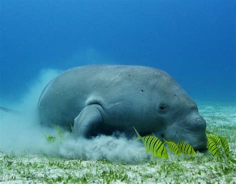 Dugong Watching - Dugong Dive Center