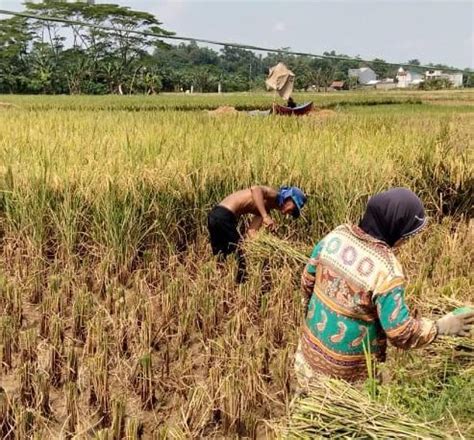 Kabupaten Bogor Panen Raya Padi Di Tengah Corona Republika Online