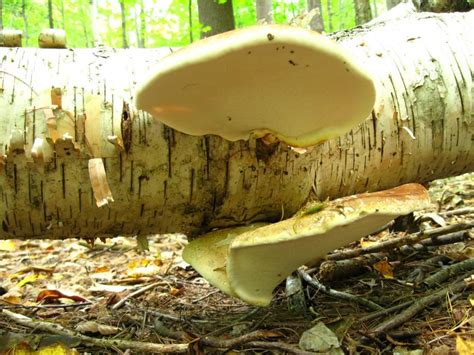 Birch Polypore And Sulpher Shelf Mushroom Hunting And Identification