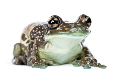 Amazon Milk Frog Facts