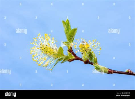 Macro Of A Pussy Willow Full Of Pollen Stock Photo Alamy
