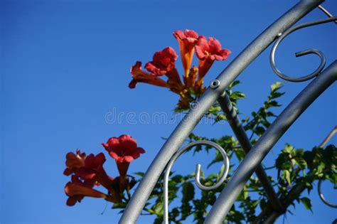 Campsis X Tagliabuana Madame Galen Is A Mid 19th Century Hybrid In