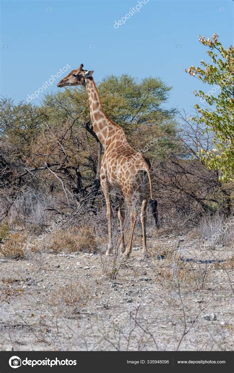 Jirafas En El Parque Nacional Etosha Fotograf A De Stock Durktalsma