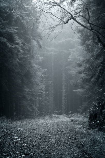 72300 Black And White Forest Stock Photos Pictures And Royalty Free