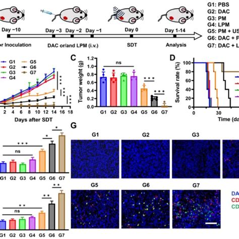 Anti Tumor Effect Of Sdt Triggered Pyroptotic Therapy In Vivo A Download Scientific Diagram