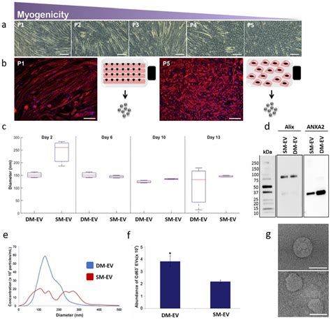 The Isolation And Profiling Of EVs Isolated From DM And SMs A