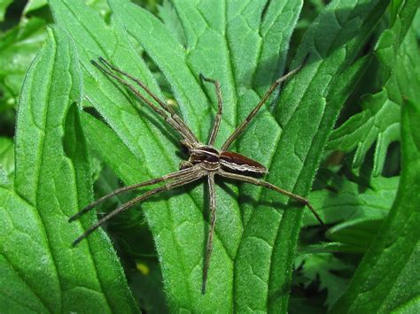 Bugblog Colourful Nursery Web Spiders
