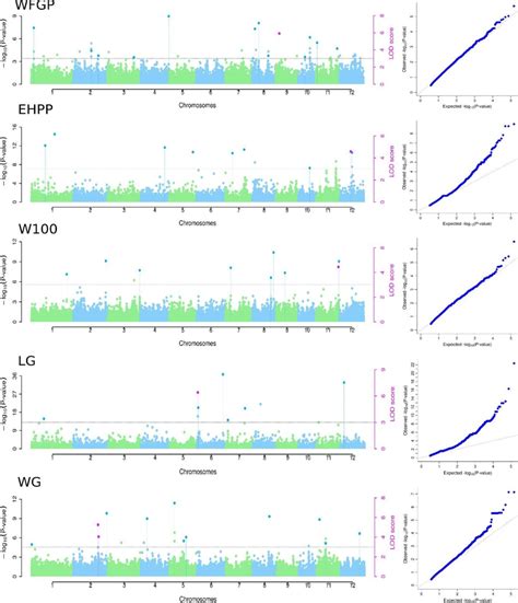 Manhattan And Quantile Quantile Plots Of Genome Wide Association Download Scientific Diagram