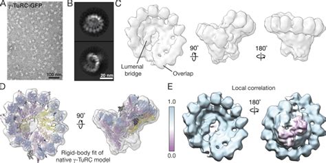 γ TuRC GFP resembles the native human γ TuRC in overall architecture