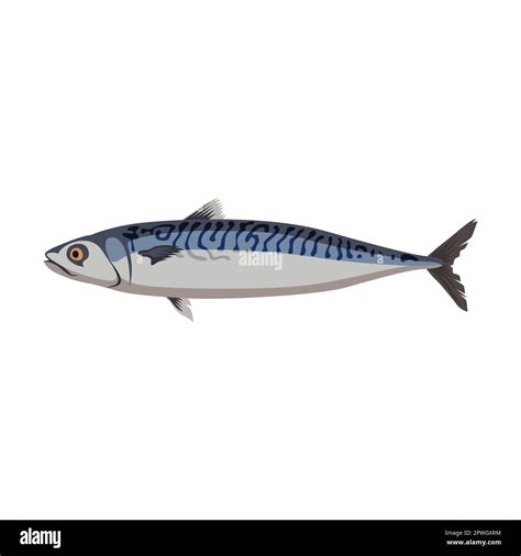 Freshwater Mackerel Fish Cartoon Illustration Herring Mackerel Bream