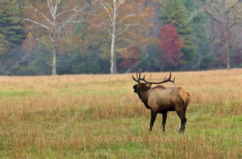 Elk Bugling — Stock Photo © JillLang #8461082