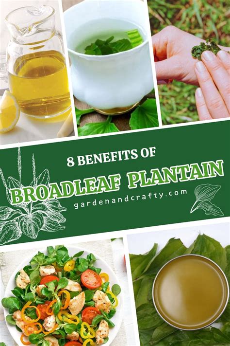 8 Remarkable Benefits Of Broadleaf Plantain Natures Healing Power