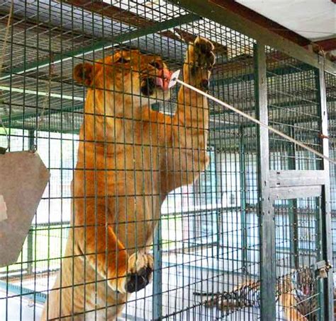 Liger at Big Cat Habitat & Gulf Coast Sanctuary, Florida, USA | Liger Zoos