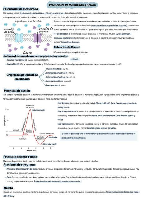 Potencial de membrana y acción uDocz