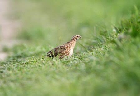 What do female quails look like? - Birdful