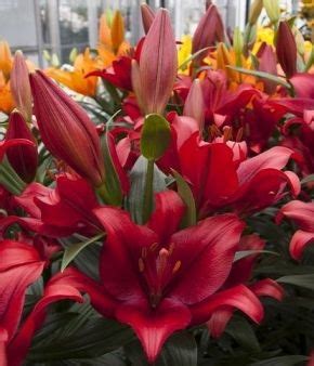 Pokerface 100cm | Daylily and Other Lily | Day lilies, Flowers, Plants