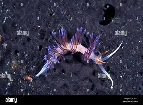 Blue White Red Nudibranch Cratena Peregrina Vela Luka Korcula Island