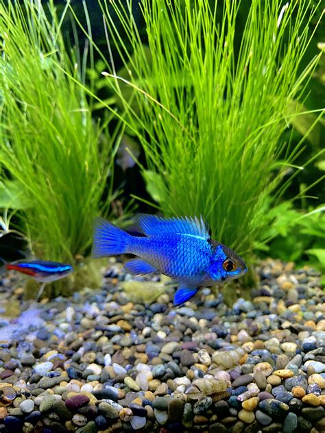 Neon Blue Ram In Mating Dress Raquariums