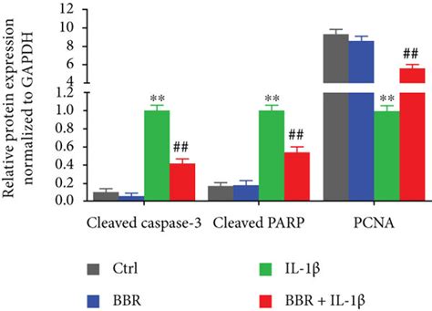 Berberine Accelerates Cell Proliferation And Suppressed Apoptosis In