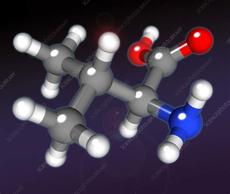 Valine - Stock Image - C017/6178 - Science Photo Library