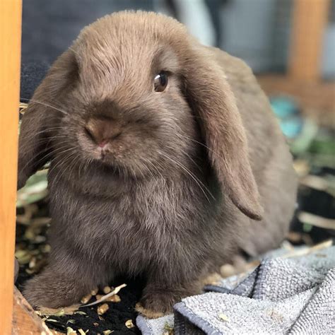 Holland Lop Color Guide — Hickory Ridge Hollands