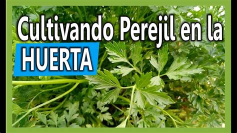 C Mo Sembrar Perejil En La Huerta Casera Youtube