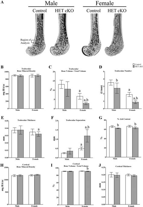 Bone phenotype of control and HET cKO femurs A Representative 3D µCT